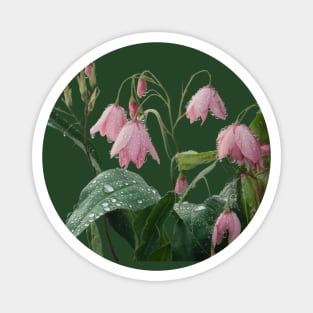 The Droplets add a Fresh and Delicate Touch to the Flowers and Their Green Leaves Magnet